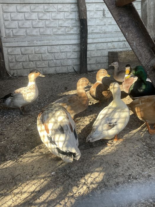Качки міні даки продам