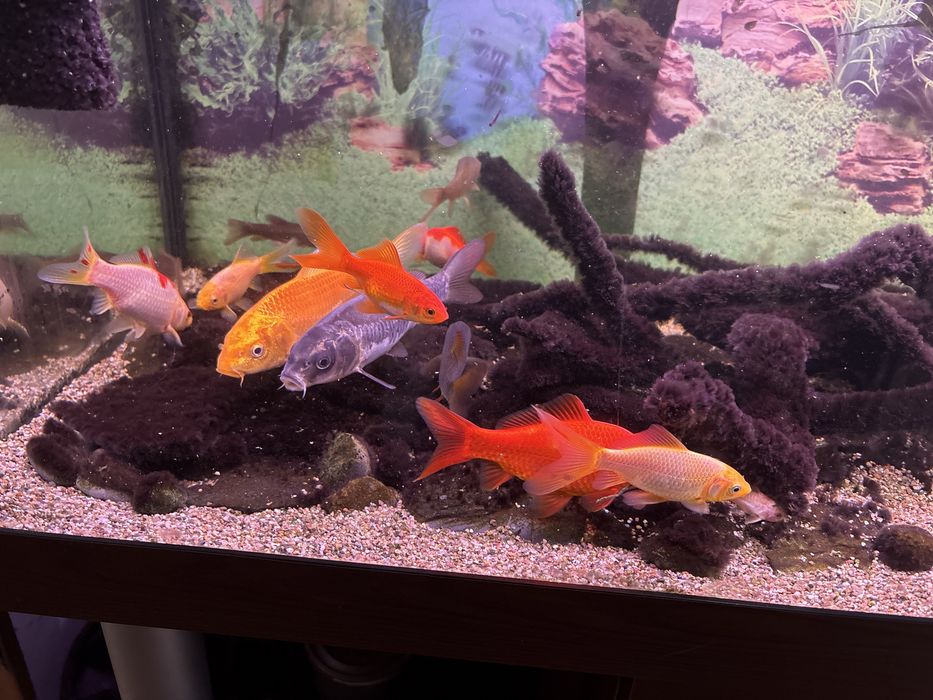 Ryby Karaś koi Karp Koi Amur Lin kirys