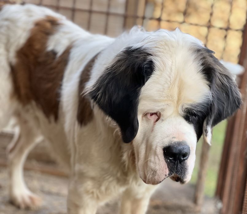 Маленька дівчинка сенбернар