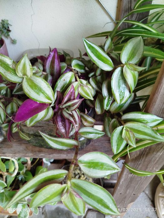 Planta de exterior _ Trandescantia Zebrinis