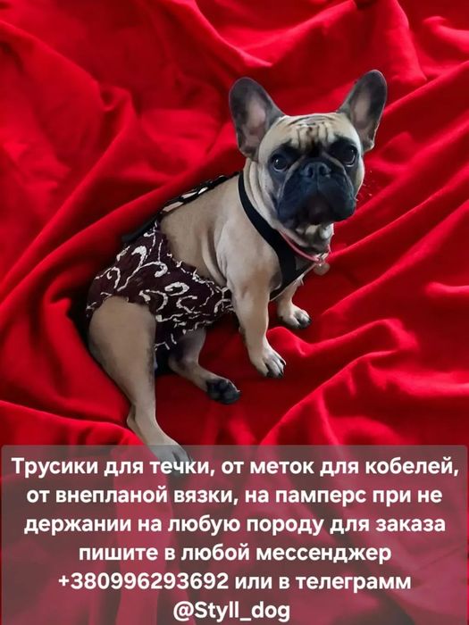 Трусы для собак на подтяжках