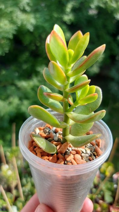 Crassula Mosaic Крассула Мозаика