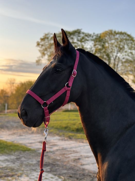 Wałach kwpn pod siodło i zaprzęg