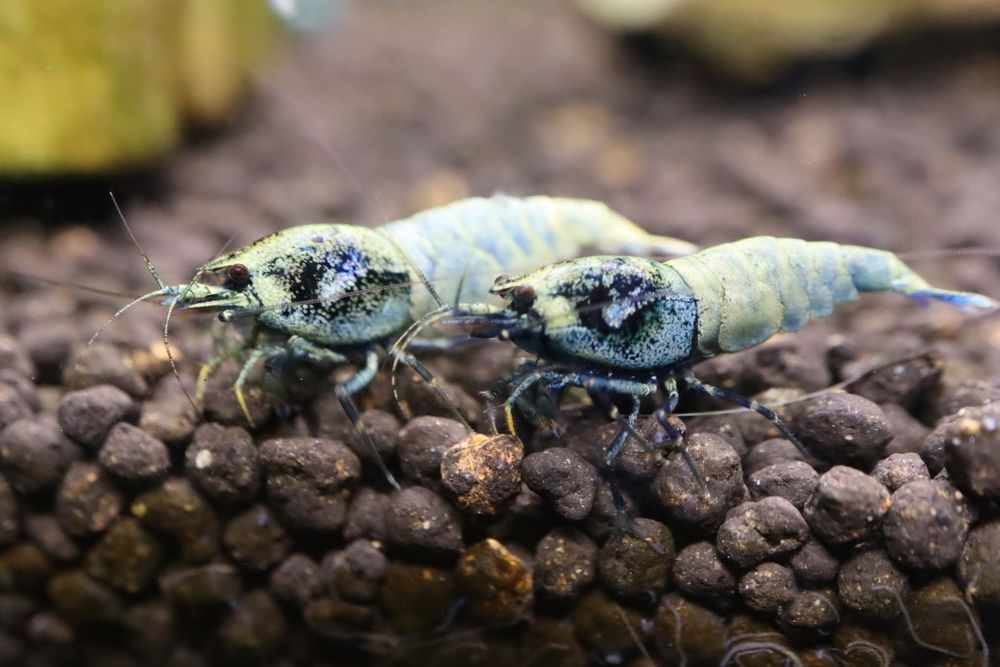 Krewetki akwariowe BLUE BOLT