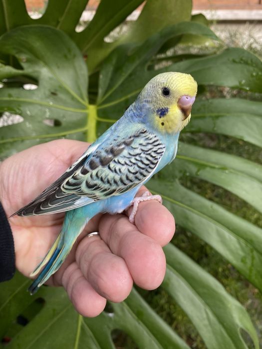 Fantastico Periquito domesticado - baixa de preço