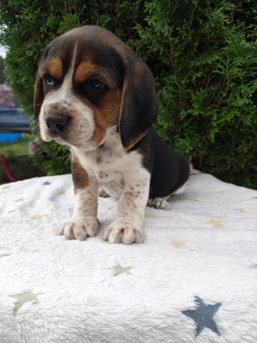 SSliczne Beagle piesek.