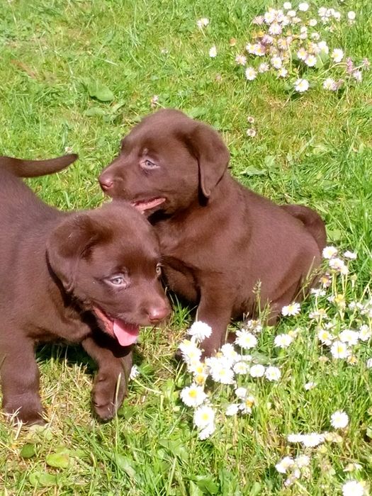 Labrador retriever
