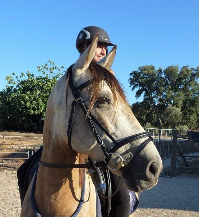 Lindo D-pony baio "Poneì Português"