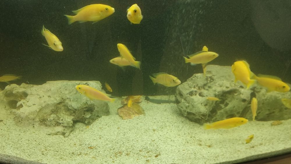 Цихліди Малаві псевдотрофеус зебра