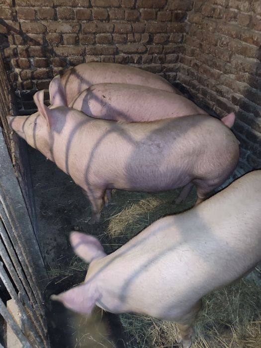 Продаються свинки