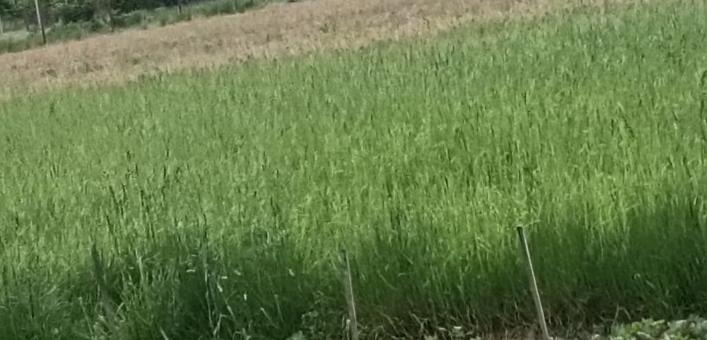 Oddam trawę 1.8 hektara