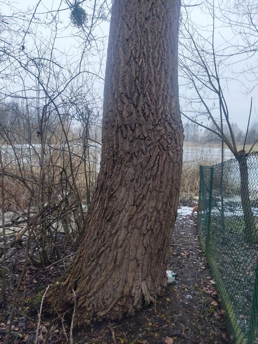 Topola na pniu 2 sztuki