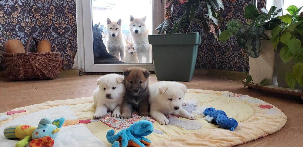 Шиба/Сіба/Shiba, КСУ-FCI! Київ, або відправлю. Є "Оплата частинами"