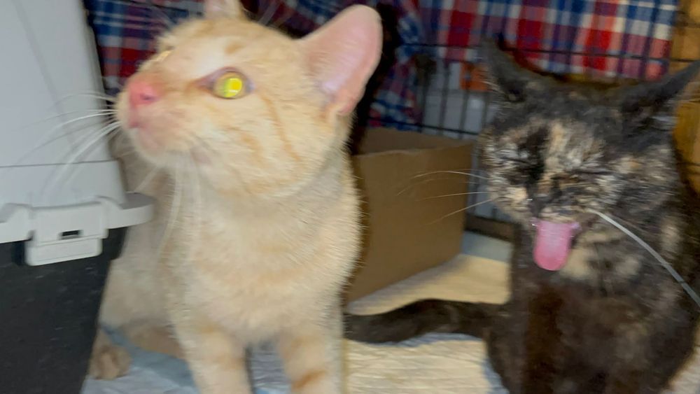 Rudy marznie na zewnątrz. Potrzebuje ciepła i domu.