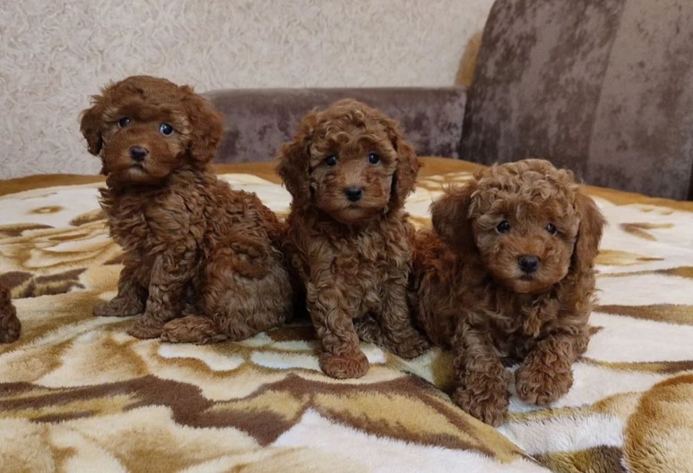 Найкращі хлопці і дівчата.  той пудель