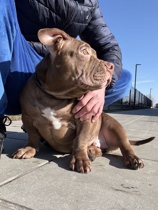 American bully.Pocket/Standard.Piesek.Po mocnych rodzicach