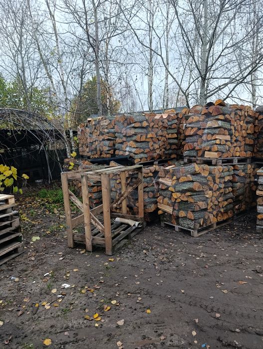 Witam Świeża olszyna