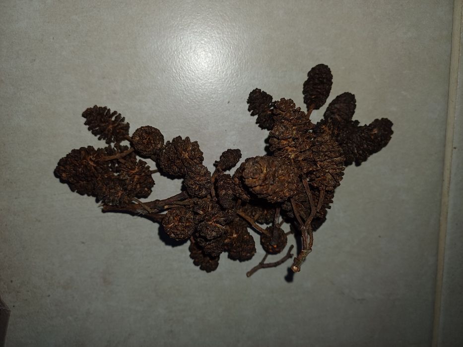 Szyszki olchy czarnej 300 sztuk.