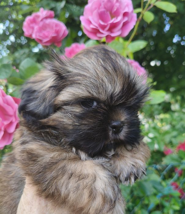 Shih tzu piesek FCI malutki