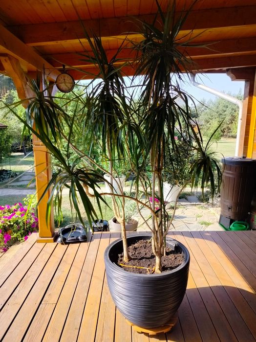 Piękna Dracena 250 cm