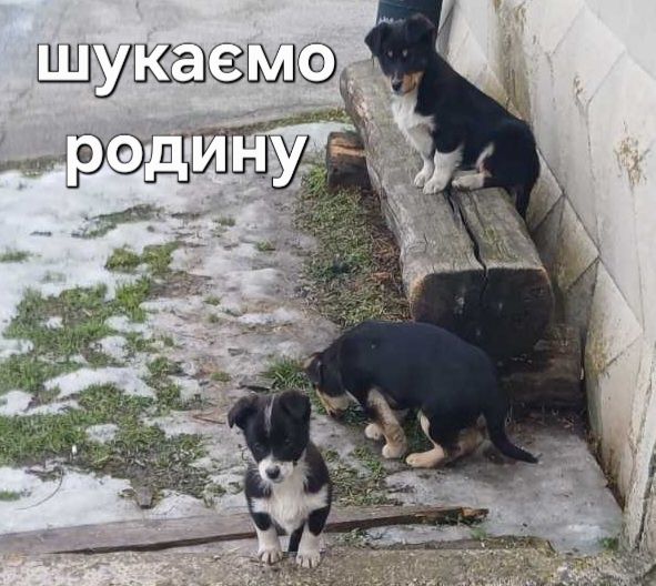Безкоштовно цуцики дворові