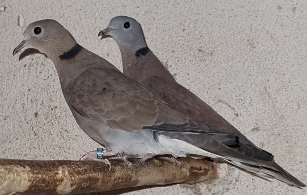 Synogarlica mała.,Gołabki winoczerwone