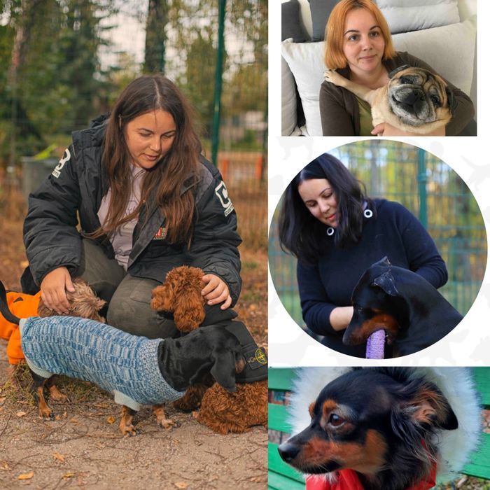 Перетримка собак до 12 кг.  Готель, догсіттер, передержка. Фото/відео