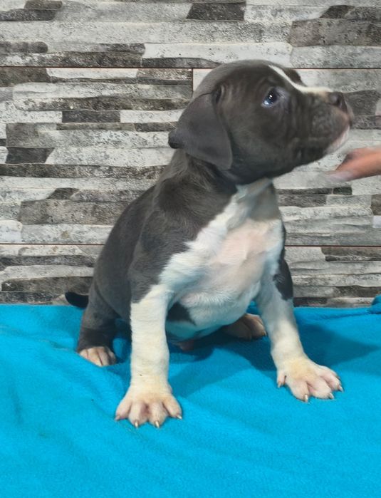 American Staffordshire Terrier Macho blue