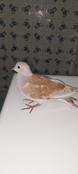 vendo  cerca de 30 rolas pela melhor oferta.