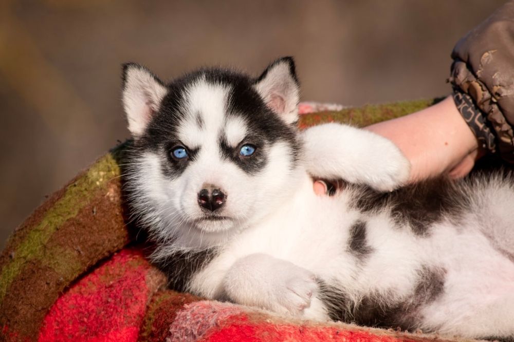 Блакитноока дівчинка хаскі