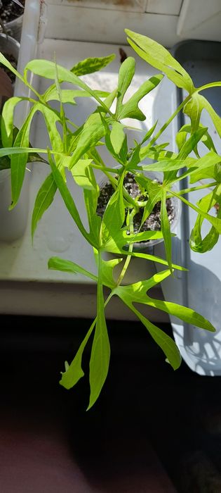 Ипомея-батат декоративный