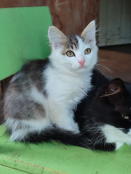 Очаровательные котёнок в добрые руки бесплатно! Славянск