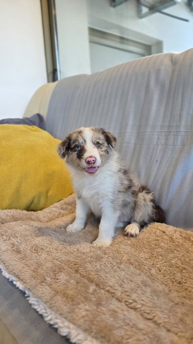 Border Collie Red Merle Macho (Olho azul e verde)