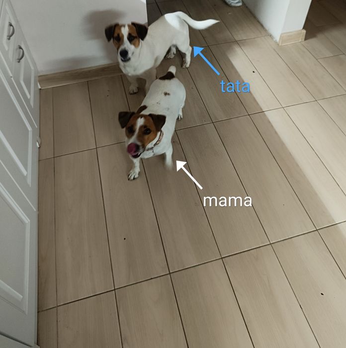 Jack Russell Terrier