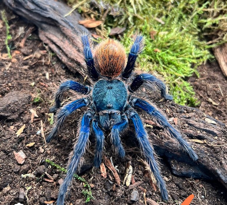 Chromatopelma cyaneopubescens samiec