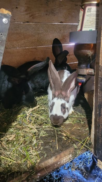 Кролі німецький строкач