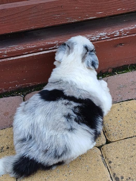 Border Collie piesek blue merle