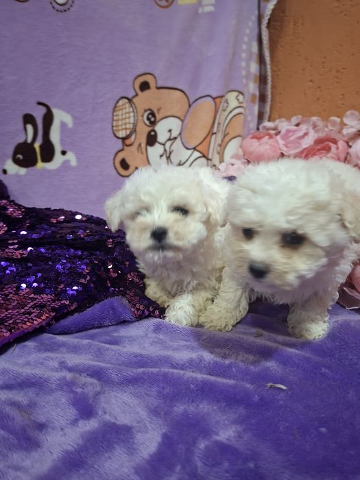 Сладкие зефирки малыши Бишон фризе.