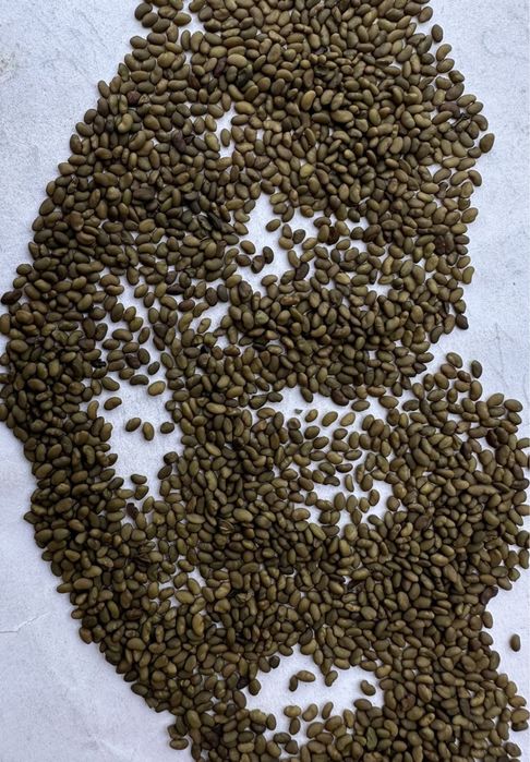 Продам насіння люцерни, конюшини