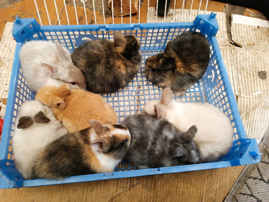 Coelhos anões  quem levar dois fica por 50€