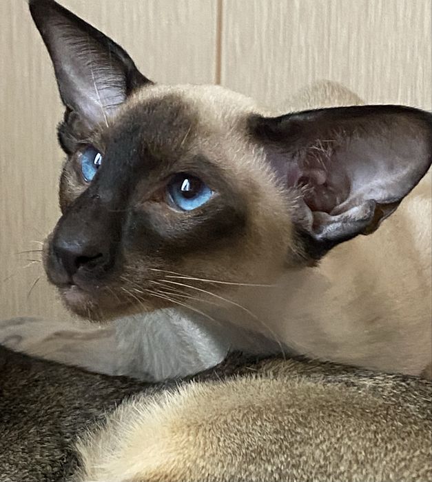 Орієнтальне кошеня, хлопчик Топчик