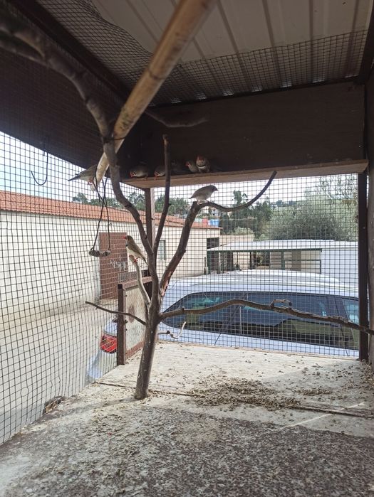 Pássaros diamante mandarins 2026