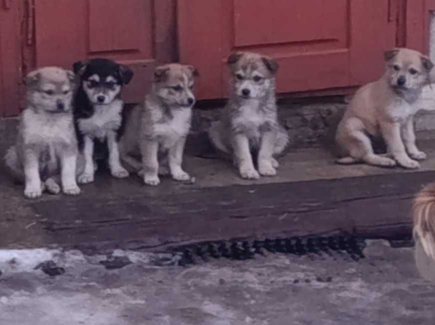 Грайливі Цуцики Лайки