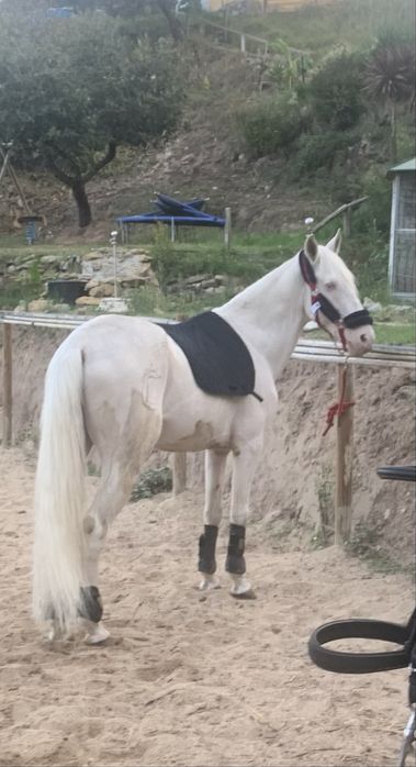 cavalos isabel para venda