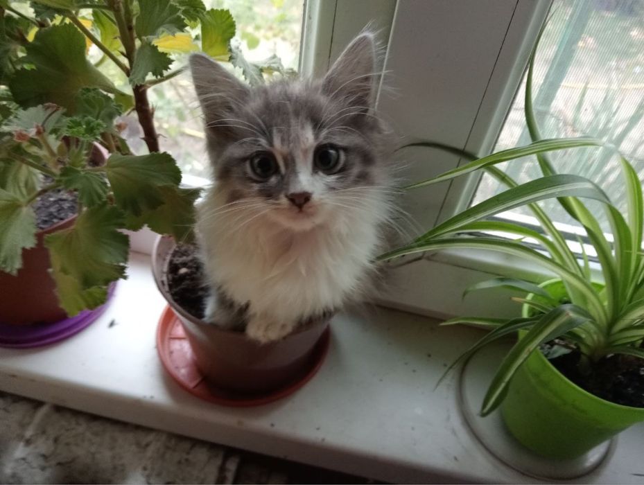 Котенятко в дбайливі руки