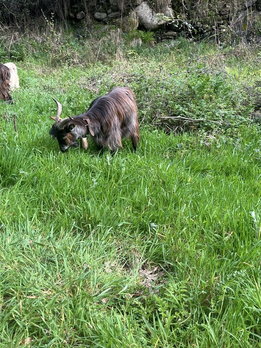 Cabras para Venda