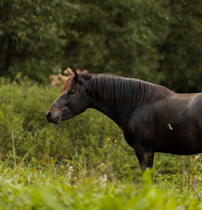 Stanówka hucuł srokaty wysoki huculski