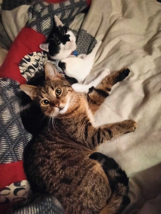 Прилаштування киці