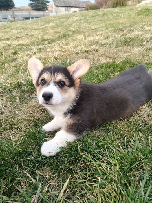 Welsh Corgi Pembroke Piesek tricolor z krótkim ogonem FCI