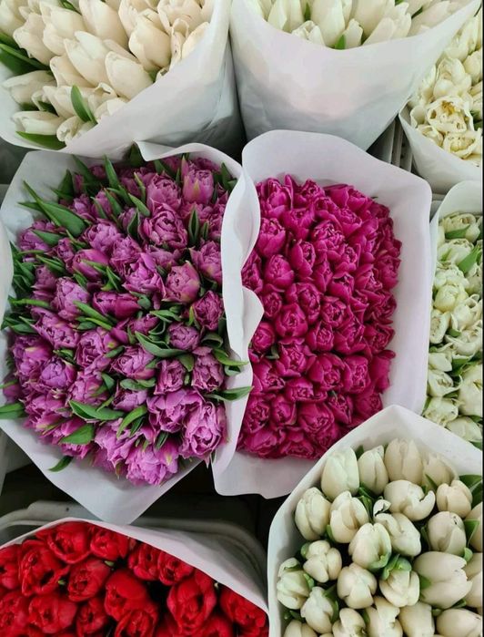 Цибулини тюльпанів на кг